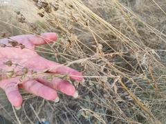 Potentilla astracanica