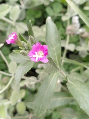 Epilobium