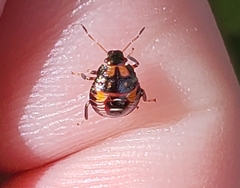 Podisus maculiventris