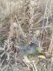 Verbascum ovalifolium