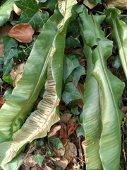 Asplenium scolopendrium