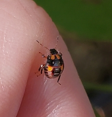 Podisus maculiventris