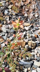 Sphaeralcea fendleri