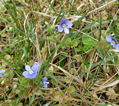 Veronica filiformis