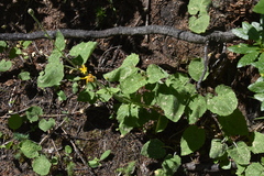 Arnica cordifolia