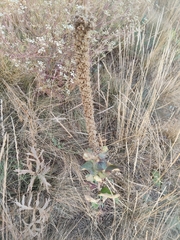 Verbascum ovalifolium