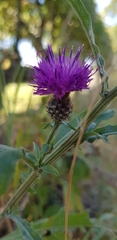 Centaurea nigra
