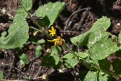 Arnica cordifolia