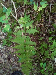 Cystopteris fragilis