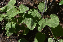 Arnica cordifolia