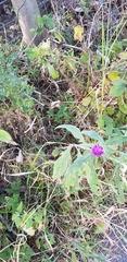 Centaurea nigra