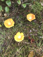 Cantharellus enelensis