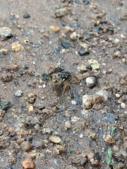 Lycosidae