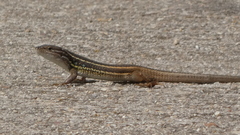 Psammodromus algirus