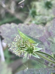 Rhynchomitra microrhina