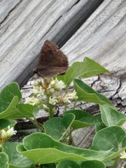 Erynnis
