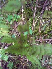 Cystopteris fragilis
