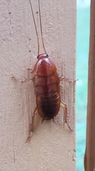 Shelfordella lateralis