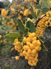 Berberis chilensis