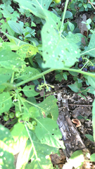 Solanum emulans
