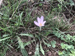 Colchicum autumnale