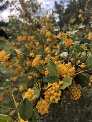 Berberis chilensis
