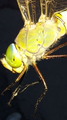 Anax parthenope