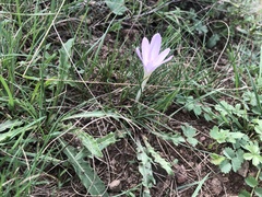 Colchicum autumnale