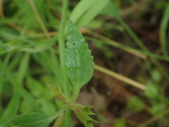 Stachys coccinea
