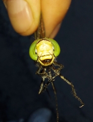 Anax parthenope