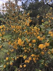 Berberis chilensis