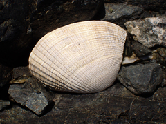 Ruditapes philippinarum