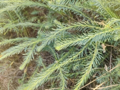 Euphorbia seguieriana