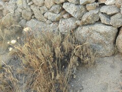 Dactylis glomerata hispanica