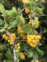Berberis chilensis
