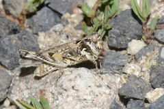 Dociostaurus genei genei