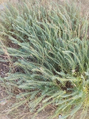 Euphorbia seguieriana