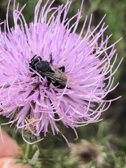 Triepeolus