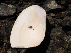 Ruditapes philippinarum