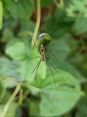Leucauge decorata