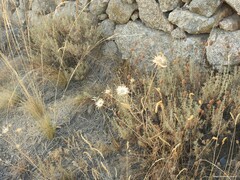 Stipa lagascae