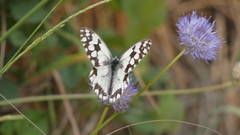 Melanargia lachesis