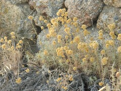 Helichrysum stoechas