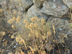Dactylis glomerata hispanica