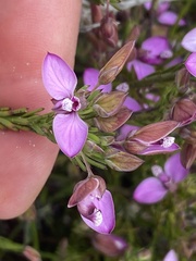 Polygala umbellata