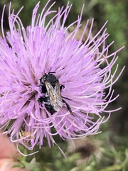 Triepeolus