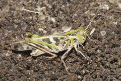 Oedaleus decorus