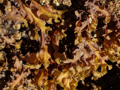 Fucus distichus