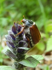 Melolontha melolontha