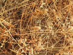 Trifolium angustifolium